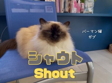 バーマン猫ガブ【シャウト】Shout（バーマン猫）Birman/Cat