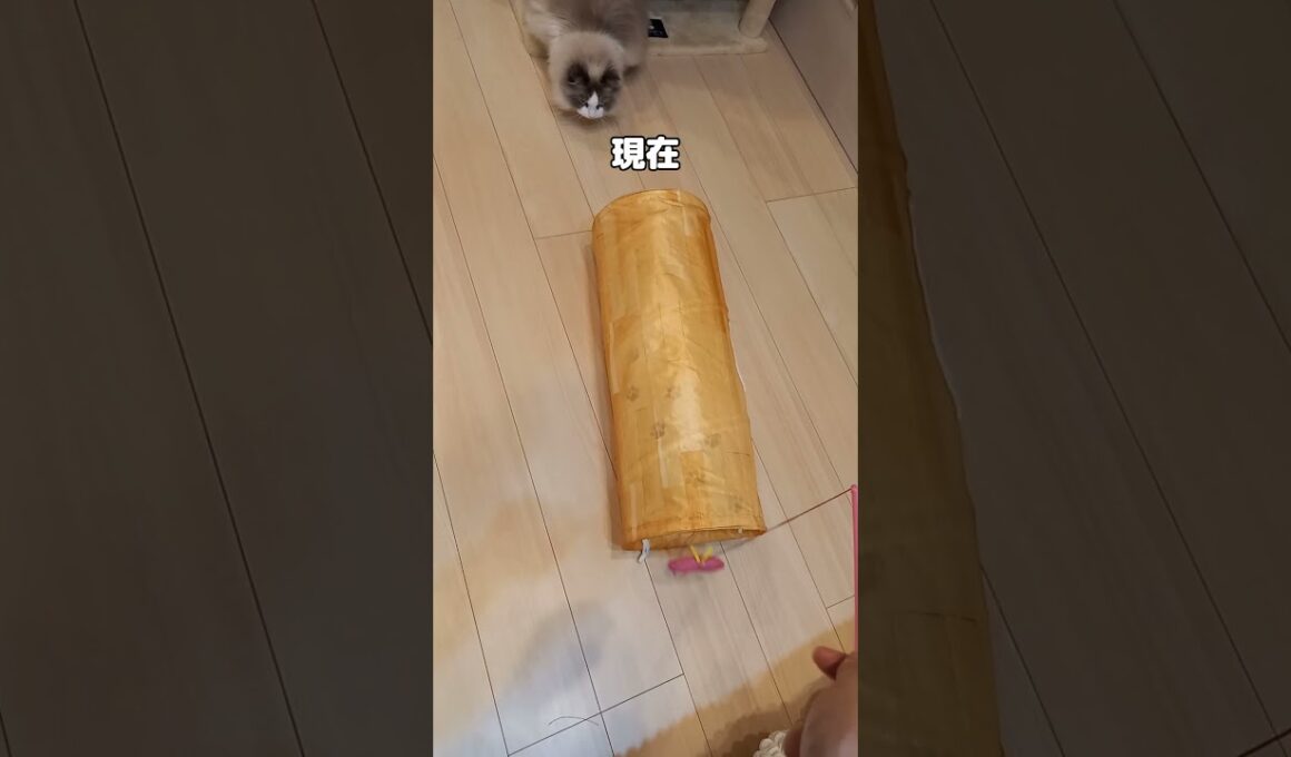 ラテ1年前と現在 #cat #ラグドール #猫のいる暮らし #猫