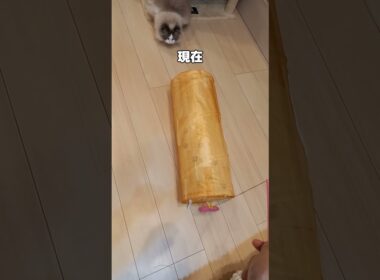 ラテ1年前と現在 #cat #ラグドール #猫のいる暮らし #猫