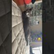 【ロシアンブルー】めろんのクスッとなる寝姿です🤭【猫】#shorts