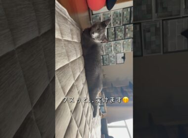 【ロシアンブルー】めろんのクスッとなる寝姿です🤭【猫】#shorts