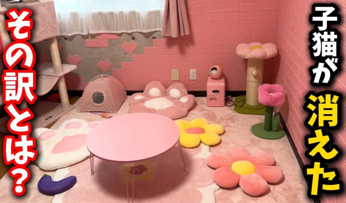 子猫の神隠し…部屋から子猫の姿が消えました
