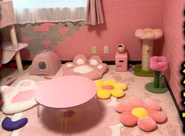 子猫の神隠し…部屋から子猫の姿が消えました