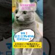 ママの誕生日❤️ #猫 #ロシアンブルー #shorts