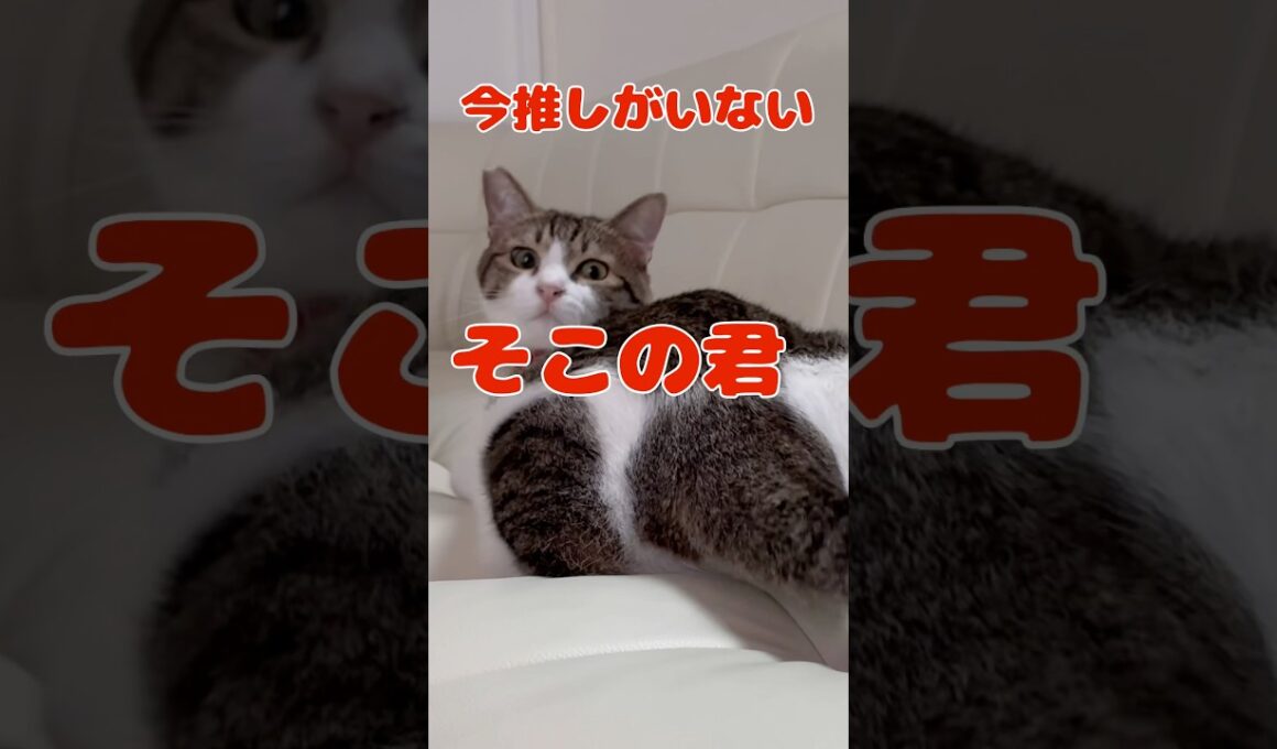 【保護猫】ポム君推しを探しています。