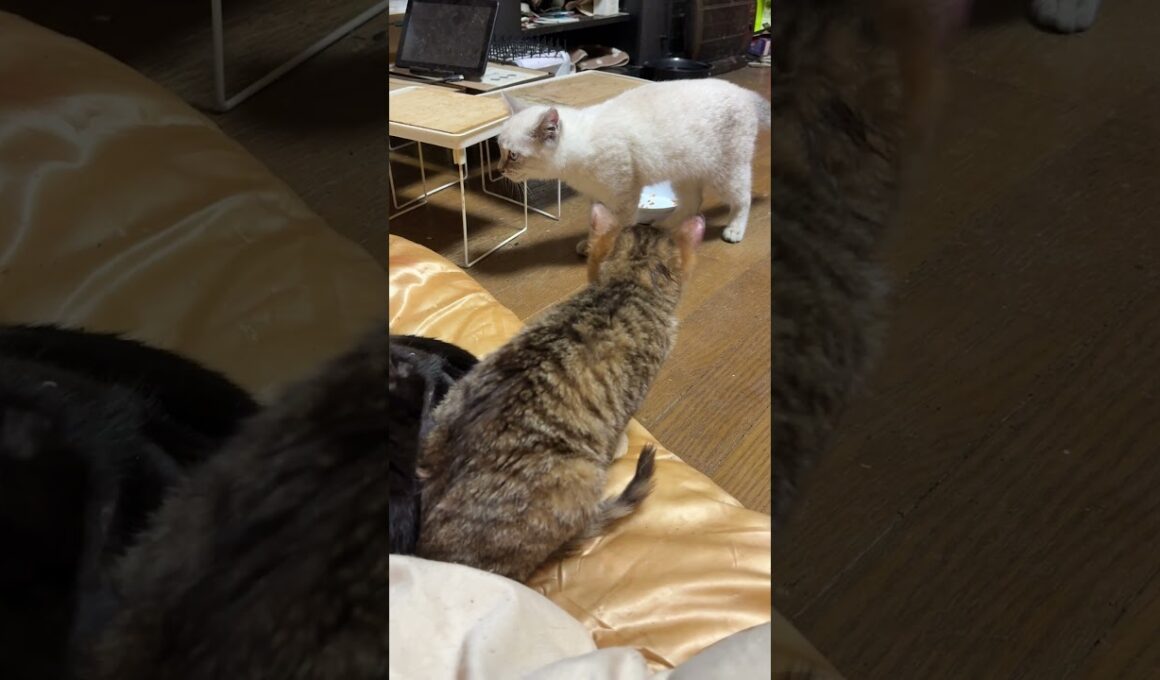 シャムの子ネコ雫ちゃん、オモチャ巡りの後、キジシロ子ネコ来夢の方に向かったが