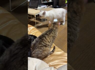 シャムの子ネコ雫ちゃん、オモチャ巡りの後、キジシロ子ネコ来夢の方に向かったが