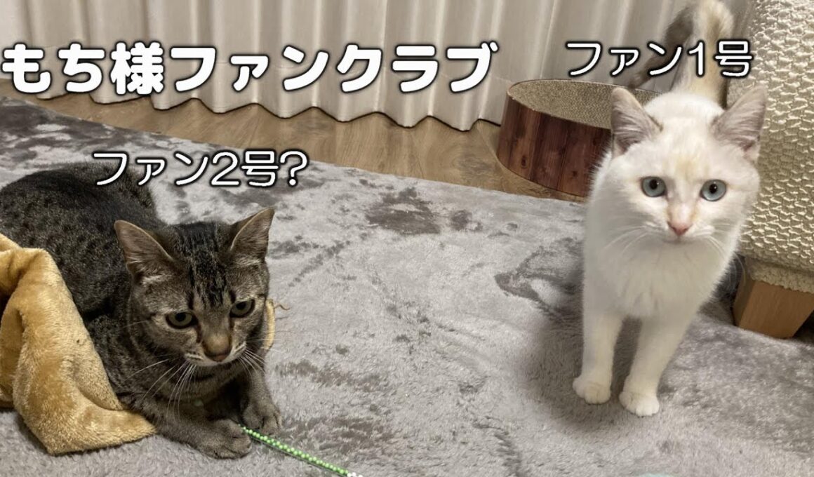 もち様に恋している？もちまる日記が大好きすぎる猫2匹【エジプシャンマウ】【保護猫】Cats love Mochamaru!