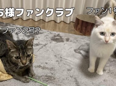 もち様に恋している？もちまる日記が大好きすぎる猫2匹【エジプシャンマウ】【保護猫】Cats love Mochamaru!