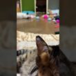 シャムの子ねこパンダくん、一人遊び