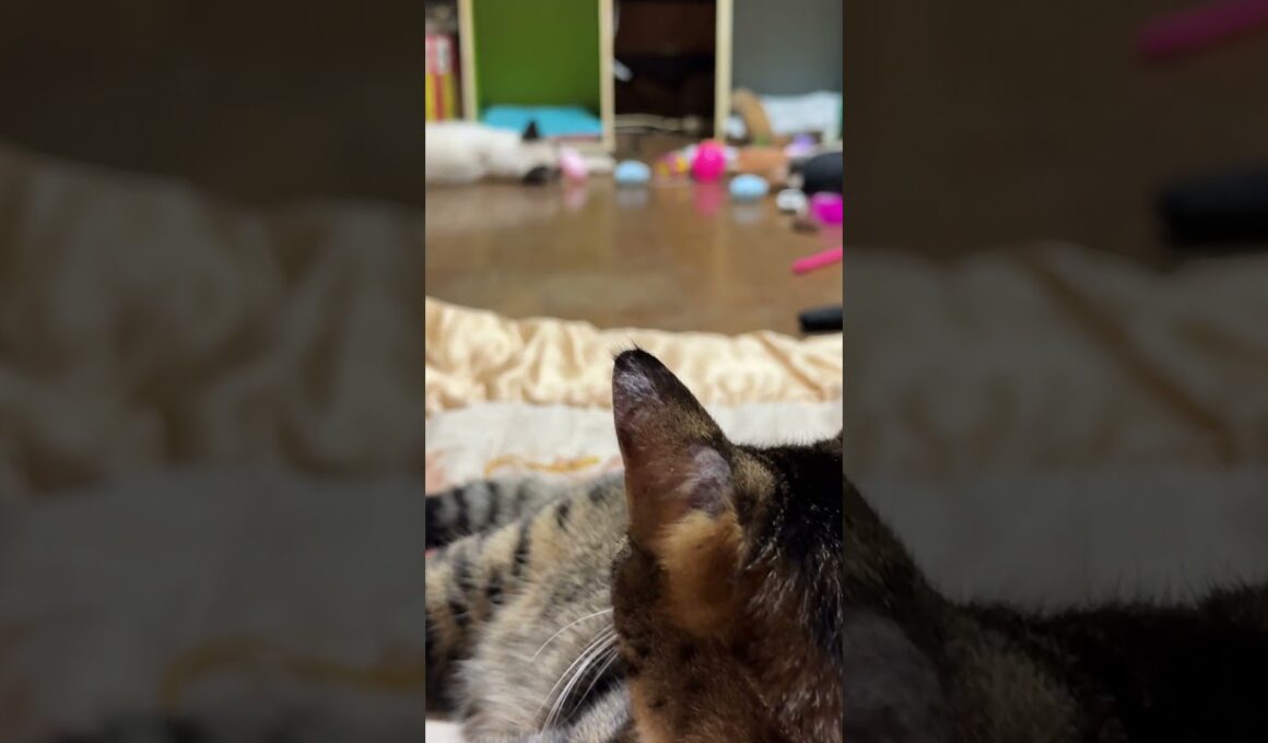 シャムの子ねこパンダくん、一人遊び