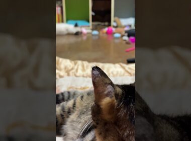 シャムの子ねこパンダくん、一人遊び