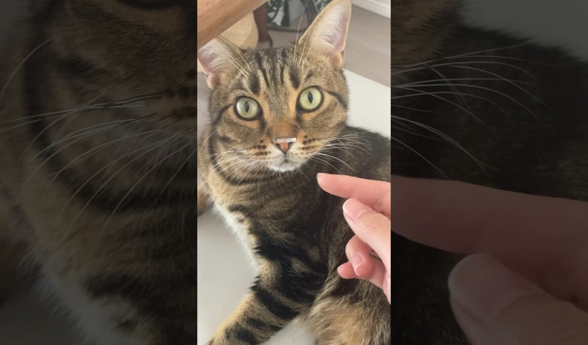 鼻になんかつけてた　it's a new whiskers #shorts  #cat  #マンチカン
