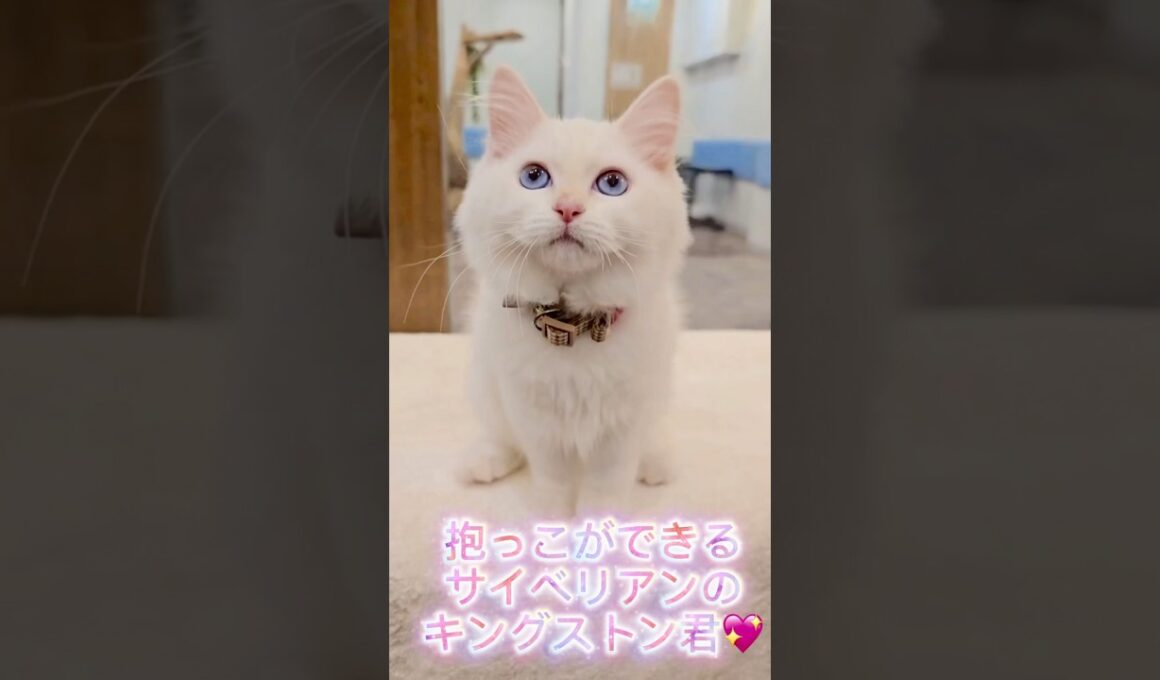 鼻ピンク&肉球ピンク&耳ピンクの#サイベリアン 🩷将来は7kgの巨体になる?!キングストン君👑最高の#子猫 をお迎えするなら吉祥寺のサイベリアン専門#ペットショップ のロイヤルキャッツ❣️