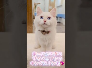 鼻ピンク&肉球ピンク&耳ピンクの#サイベリアン 🩷将来は7kgの巨体になる?!キングストン君👑最高の#子猫 をお迎えするなら吉祥寺のサイベリアン専門#ペットショップ のロイヤルキャッツ❣️