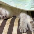 段ボール箱の中の座布団で、お昼寝。シャムの子ネコ雫ちゃん、