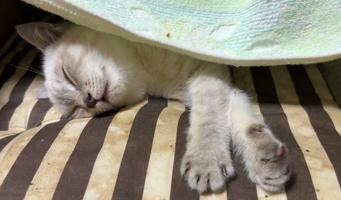 段ボール箱の中の座布団で、お昼寝。シャムの子ネコ雫ちゃん、