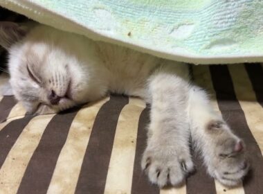 段ボール箱の中の座布団で、お昼寝。シャムの子ネコ雫ちゃん、