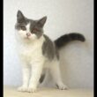 ブリティッシュショートヘアー子猫　British Shorthair　2025.4.14産まれ　　ブルー＆ホワイト　女の子　シーダキャット猫のお店
