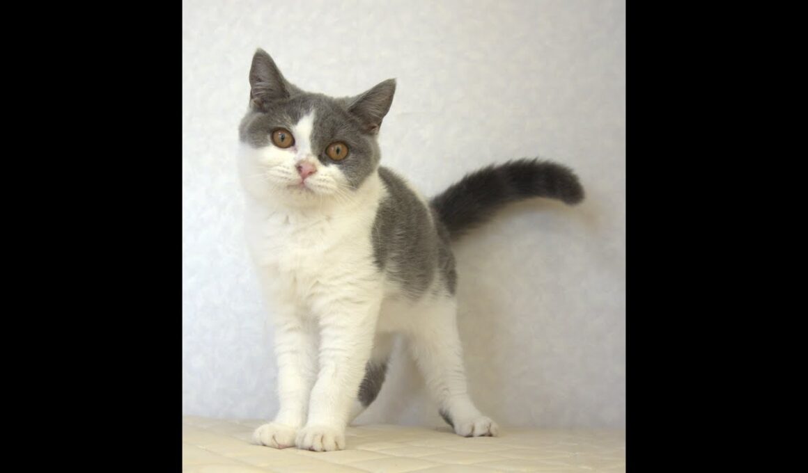 ブリティッシュショートヘアー子猫　British Shorthair　2025.4.14産まれ　　ブルー＆ホワイト　女の子　シーダキャット猫のお店