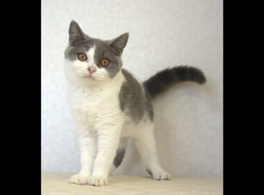 ブリティッシュショートヘアー子猫　British Shorthair　2025.4.14産まれ　　ブルー＆ホワイト　女の子　シーダキャット猫のお店