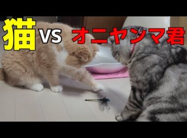 猫達の🐱キャットタワー　初めて洗ってみた結果💦☝️…154☘️おもち♂️[スコティッシュ]☘️しらす♀️[アメショ]