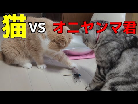猫達の🐱キャットタワー　初めて洗ってみた結果💦☝️…154☘️おもち♂️[スコティッシュ]☘️しらす♀️[アメショ]