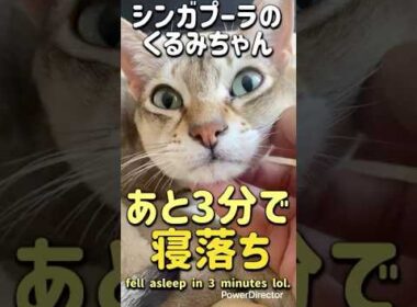 手枕で寝落ち☺️可愛いシンガプーラ❤️｜Sleepy Singapura Cat #shorts