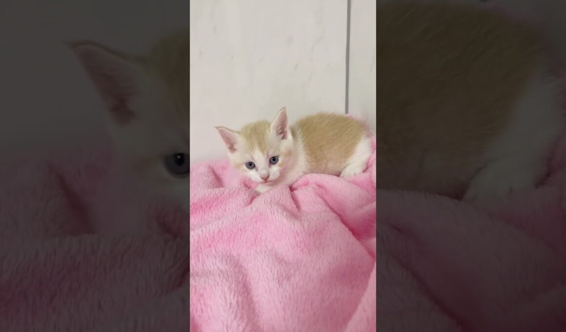 短足マンチカン男の子🩷 【お問合せ詳細は説明欄に記載あります】 #スクーカム #ブリーダー直販 #マンチカン #ミヌエット #ラパーマ #子猫 #子猫販売 #猫 #猫のいる暮らし #猫動画