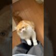 かまって欲しい猫  #cat #猫のいる暮らし #アメリカンカール