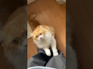 かまって欲しい猫  #cat #猫のいる暮らし #アメリカンカール