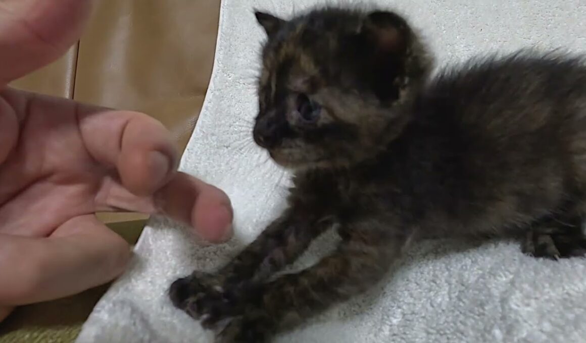 壮絶な一日から命を繋いだ子猫が、今度は癒しをくれました。保護した捨て猫の赤ちゃんの奇跡。