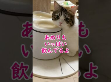 ハイテク給水器1ヶ月半使ってみたよ