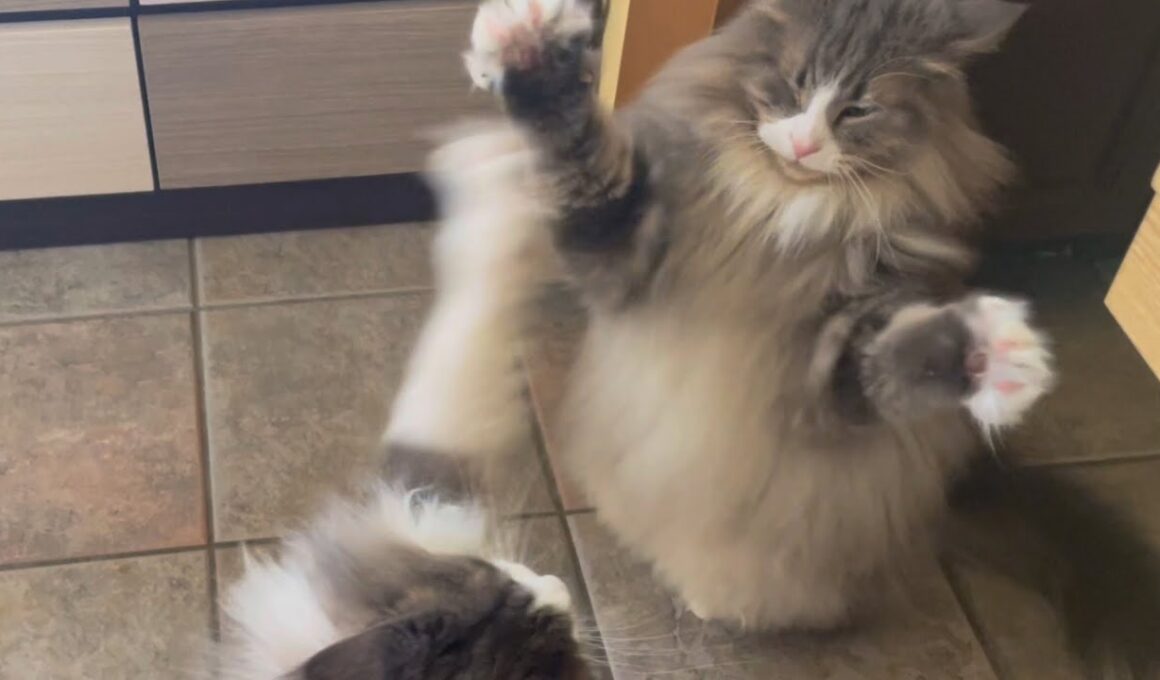【癒し✨】やる気のないバトルをする兄弟が可愛すぎる♡仲良しノルウェージャンフォレストキャット