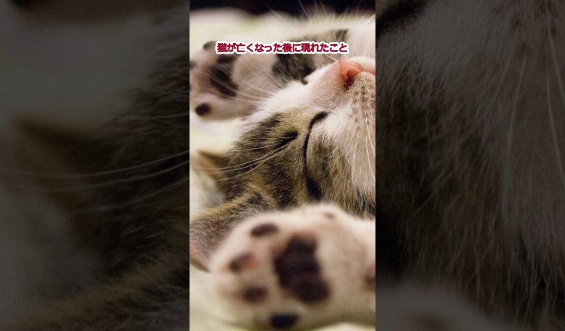 猫が亡くなって現れたこと15