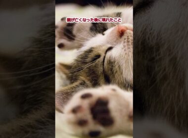 猫が亡くなって現れたこと15
