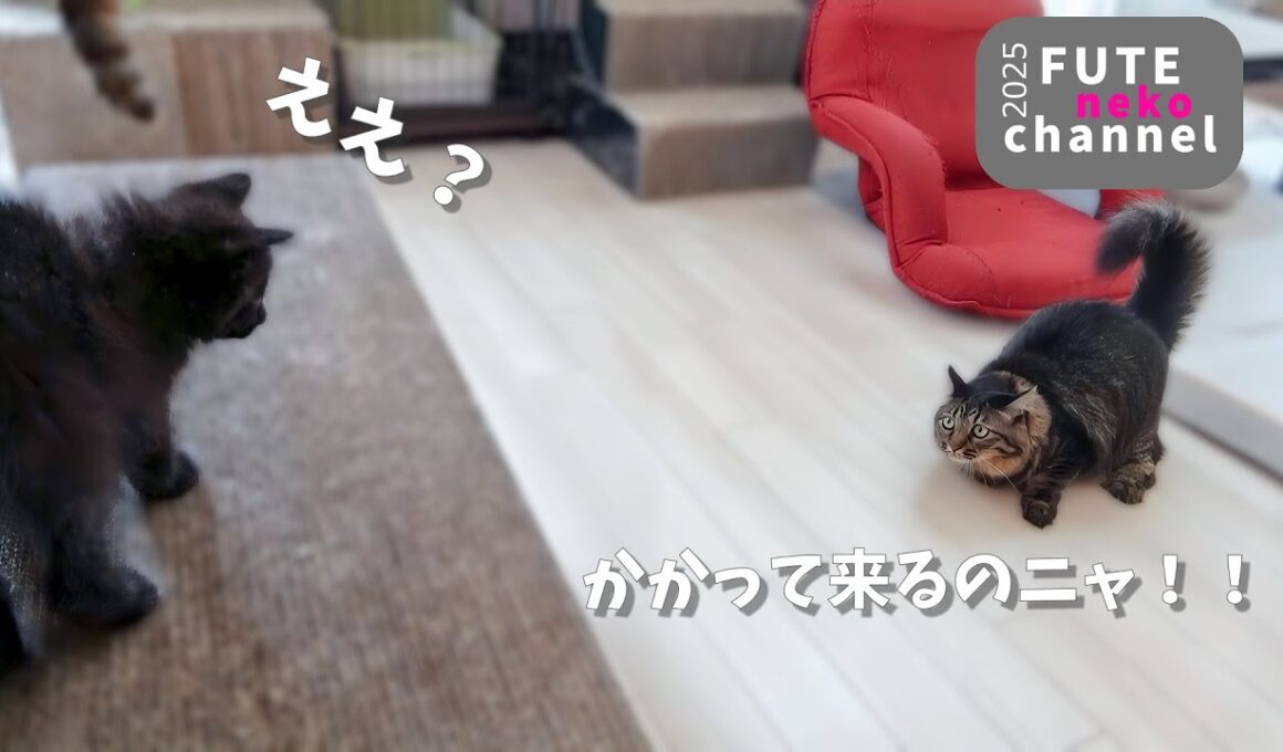 遊びたいのにどうすればいいか分からない子猫【保護子猫】