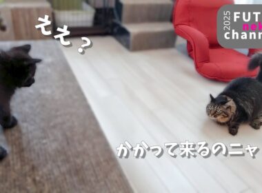 遊びたいのにどうすればいいか分からない子猫【保護子猫】