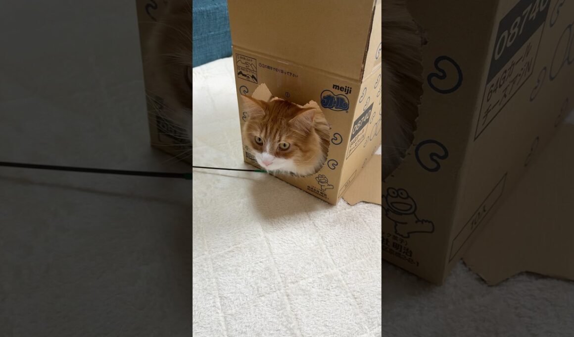 【カールのダンボール】カエルの穴開きから出る猫 #メインクーン