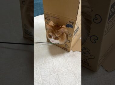 【カールのダンボール】カエルの穴開きから出る猫 #メインクーン