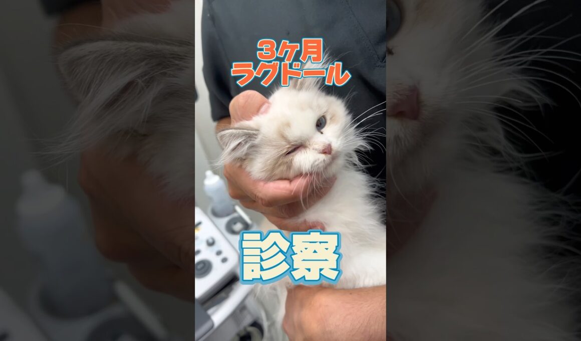 右目が開きづらい3ヶ月のラグドールが動物病院にやって来た！