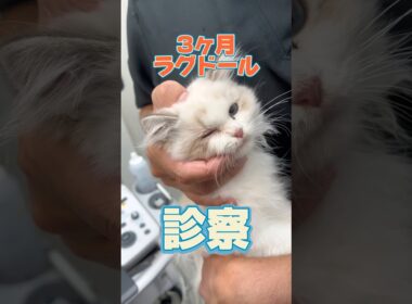 右目が開きづらい3ヶ月のラグドールが動物病院にやって来た！