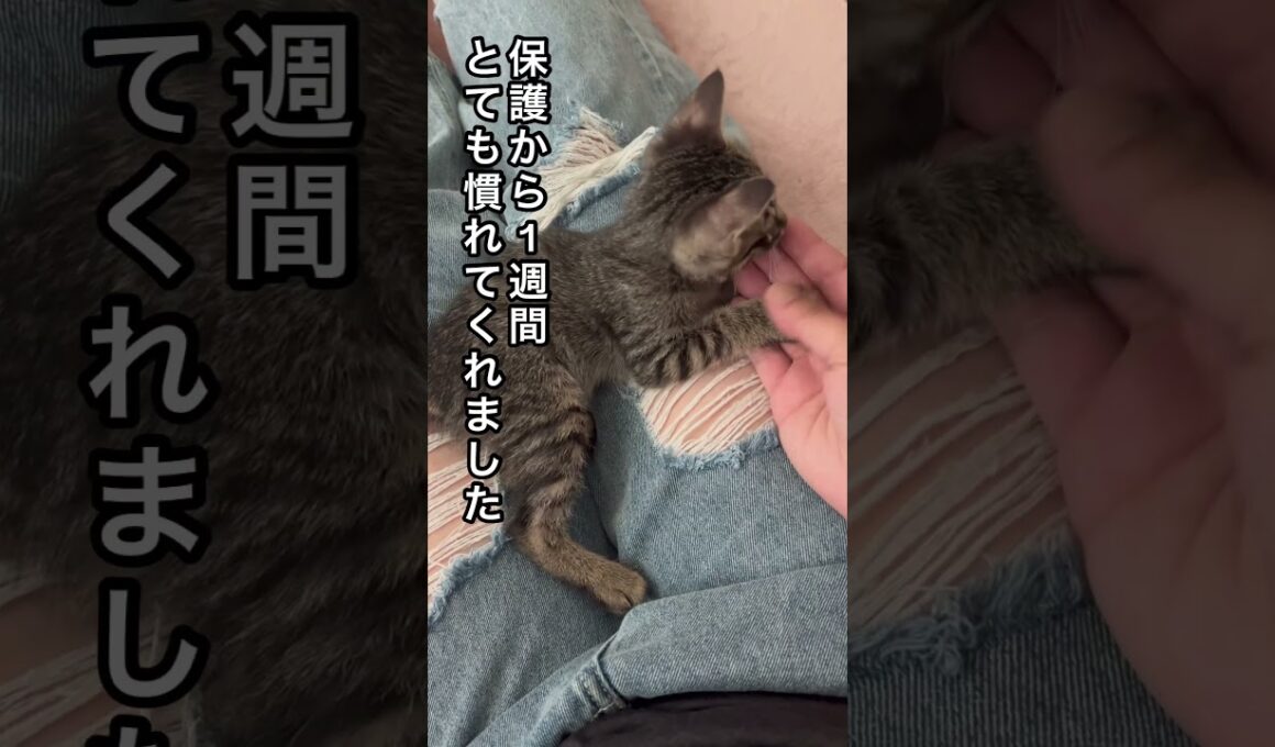 【母猫とはぐれた子猫を保護】#ねこ動画 #こねこ #ほごねこ #ほっこりする話 #ほのぼの #ほっこり #cat #kitonn