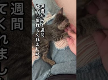 【母猫とはぐれた子猫を保護】#ねこ動画 #こねこ #ほごねこ #ほっこりする話 #ほのぼの #ほっこり #cat #kitonn
