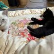 黒猫くーのシッポを狙い仕掛けるシャムの子ネコ雫。くー、黒猫の黒夢に、ちょっかいを出し、キジシロ来夢まで巻き込みw