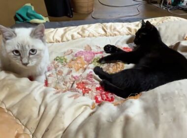 黒猫くーのシッポを狙い仕掛けるシャムの子ネコ雫。くー、黒猫の黒夢に、ちょっかいを出し、キジシロ来夢まで巻き込みw