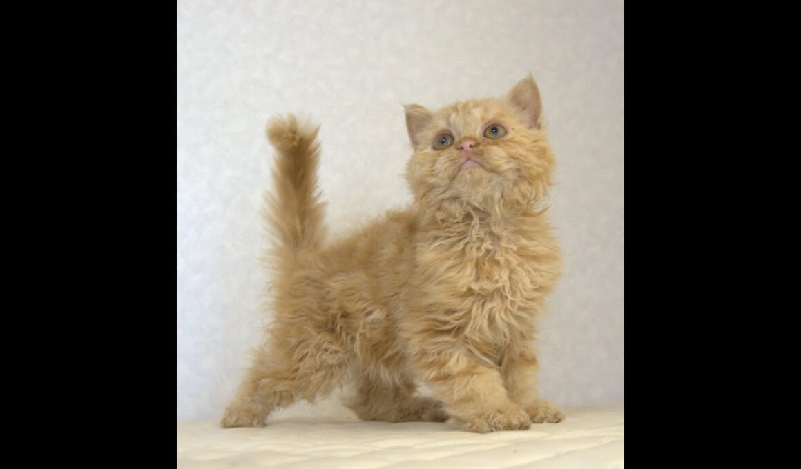セルカークレックス子猫　Selkirk Rex　2025.5.28産まれ　レッドタビー　巻き毛　セミロング　男の子　シーダキャット猫のお店