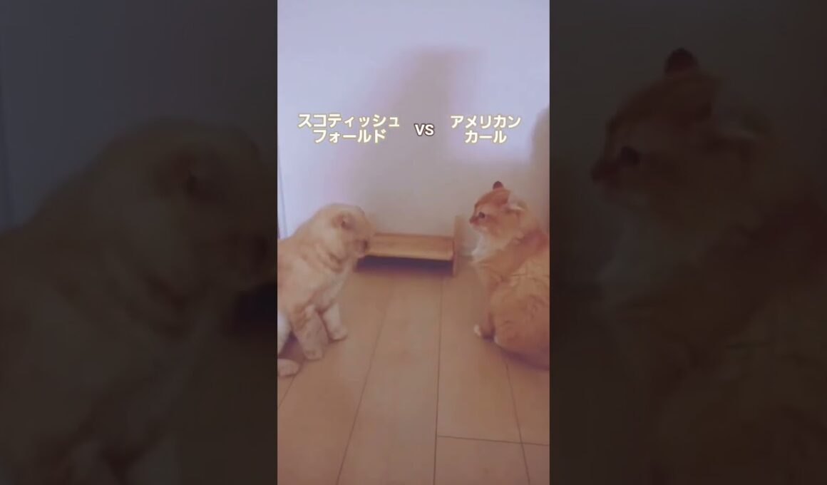 スコティッシュフォールドVSアメリカンカール　　　　　#猫 #ネコ #ねこ#スコティッシュフォールド #アメリカンカール #ねこのいる生活 #ねこのいる暮らし #生き物 #動物 #日常