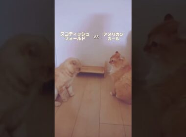 スコティッシュフォールドVSアメリカンカール　　　　　#猫 #ネコ #ねこ#スコティッシュフォールド #アメリカンカール #ねこのいる生活 #ねこのいる暮らし #生き物 #動物 #日常