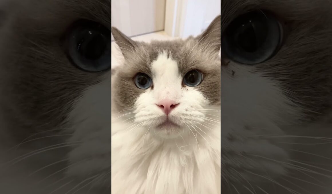 だんだん機嫌が悪くなるラグドール　#cat  #cats  #catlovers  #ragdoll #猫のいる暮らし